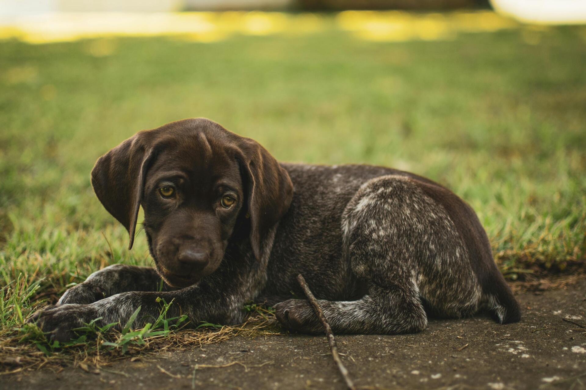 Texas Animal Rescue Insurance Essentials | Rollo Insurance Group