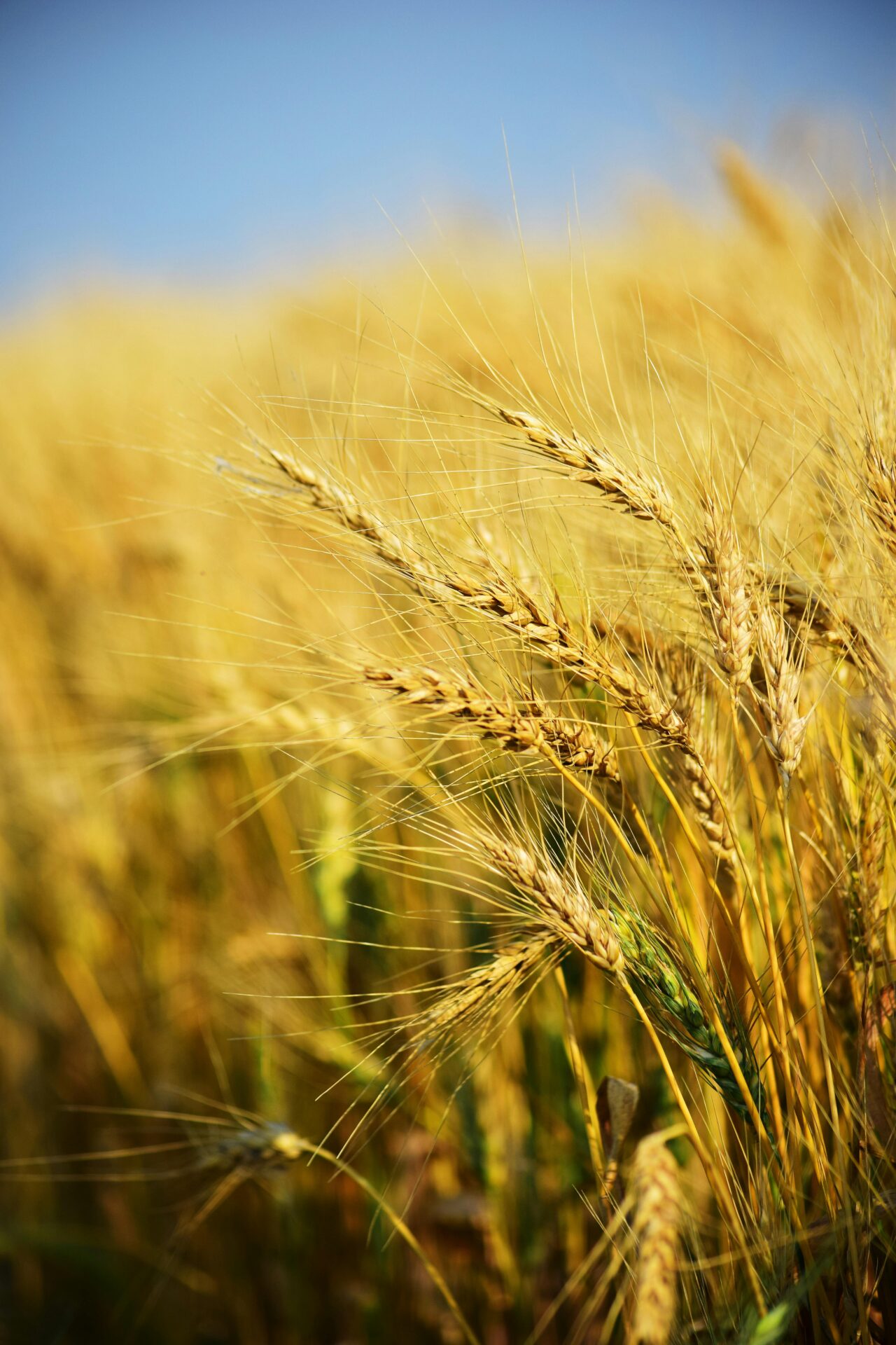 wheat